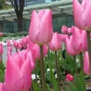 Tulip@8/13-14発送不可の画像