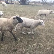 のすのすの画像
