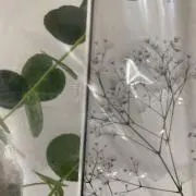 紫陽花の画像