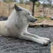 かぐらの画像