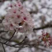 田中の画像