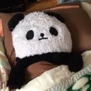 ぱんだ先輩の画像