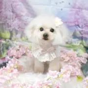 RARAの画像