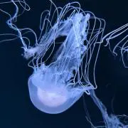 emiの画像