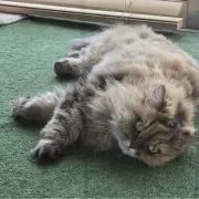 ランの画像