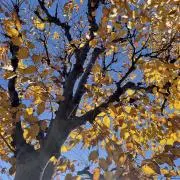 めるの画像