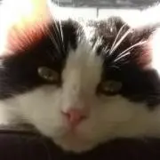 かっか