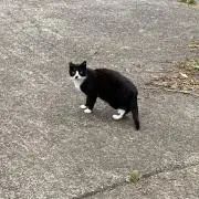 amaの画像