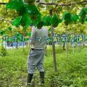 サラリーマン葡萄農園の画像