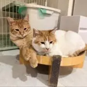 お昼寝にゃんずの画像