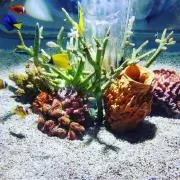 dai0525の画像