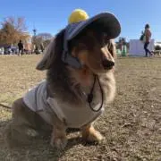 わらびもちの画像