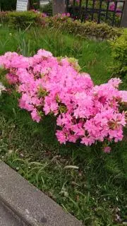 マサリキの画像