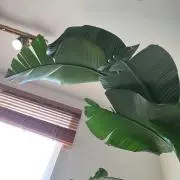 ki4の画像