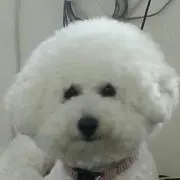 こなみるくの画像
