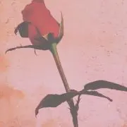 mi*の画像