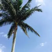 shayの画像