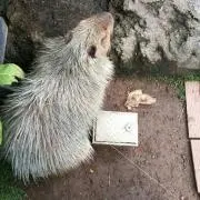 にーちゃろう