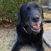 doglover