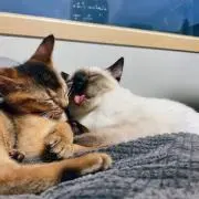 あやたか