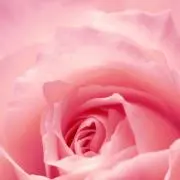 アンリの画像