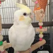 ももた