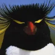 ジェニファー
