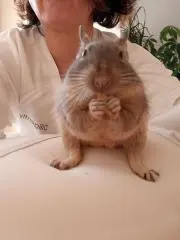 ウドの画像