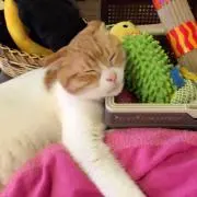 みほ