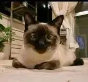 ☆ よんへ ☆の画像