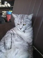 ハナズキサンの画像