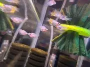 メダカと田んぼの画像