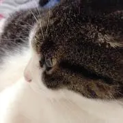 ふう