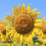 hinaの画像