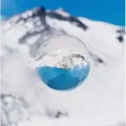 アリの画像