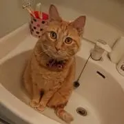 おきいちくんの画像