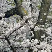 Yusan Sapkotaの画像