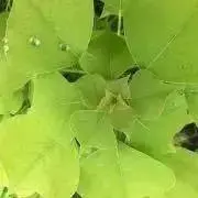 じゃがいもの画像