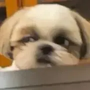 じゅの画像