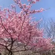 まろん