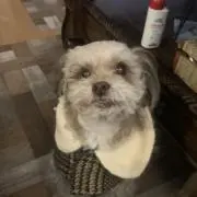 シモン