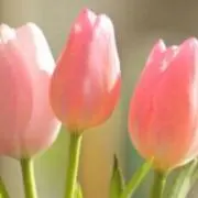 Rinoの画像