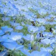 ぴのんの画像