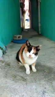 りずの画像
