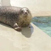 もちまるの画像
