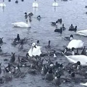 マイの画像