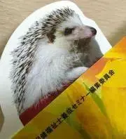 はりねずみの画像