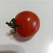 プチトマトの画像
