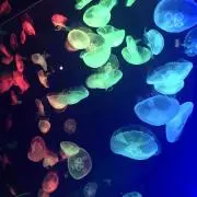 rayの画像