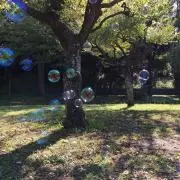 りんごちゃんの画像